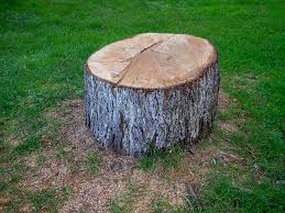 How Our Tree Care Process Works  in  Greendale, WI
