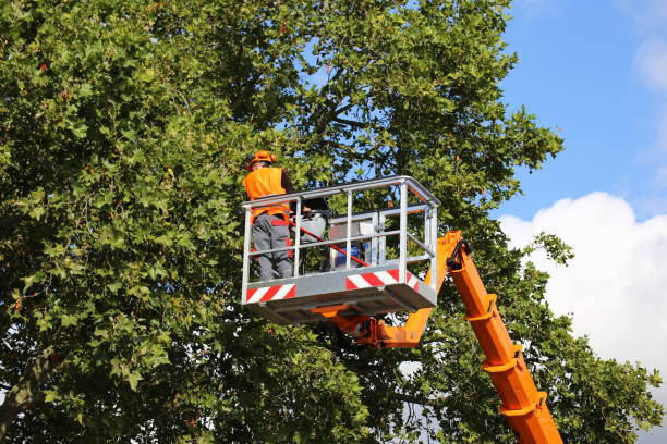 Best Firewood Processing and Delivery  in Greendale, WI