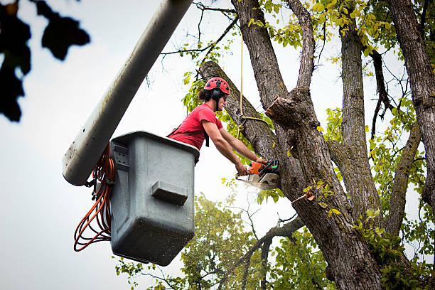 Best Tree Maintenance Programs  in Greendale, WI